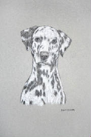 ContePencilPortraits/Dalmation.jpg