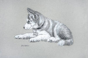 ContePencilPortraits/HuskyPuppy.jpg