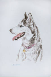 WatercolorPortraits/BlueEyedHusky.jpg